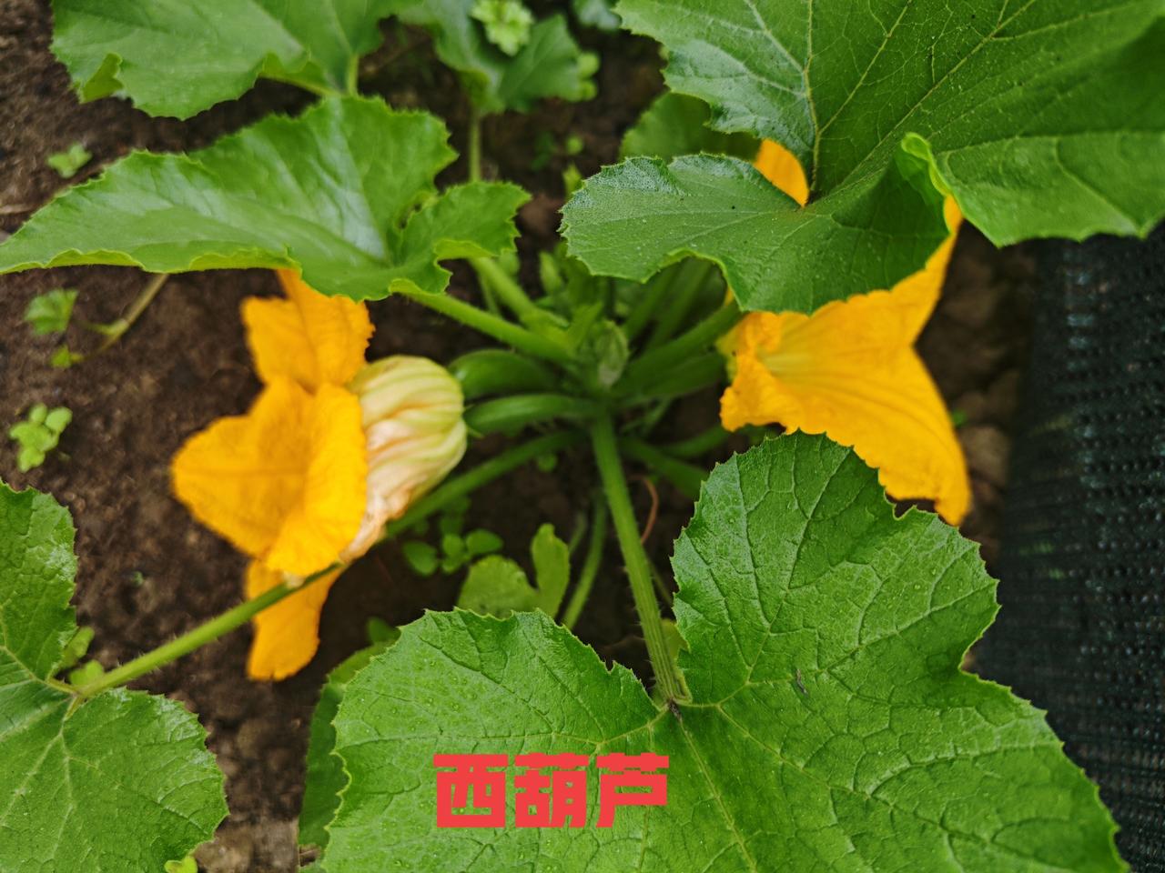 种菜的喜悦经过一段时间的努力付出，终于看到劳动后的果实了……看看这棵西葫