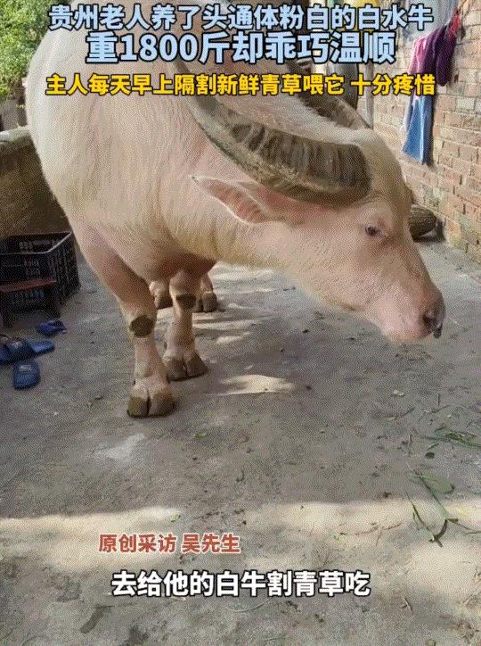 贵州，一男子在网上晒出，自家外公养了七年的粉白色水牛，因牛的体型庞大，肤色特别且