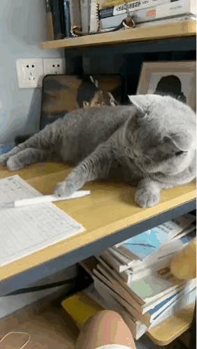 这只蓝猫有八百个心眼子，为了想让写作业的小主人陪自己玩，刚看到小主人把笔放下，它