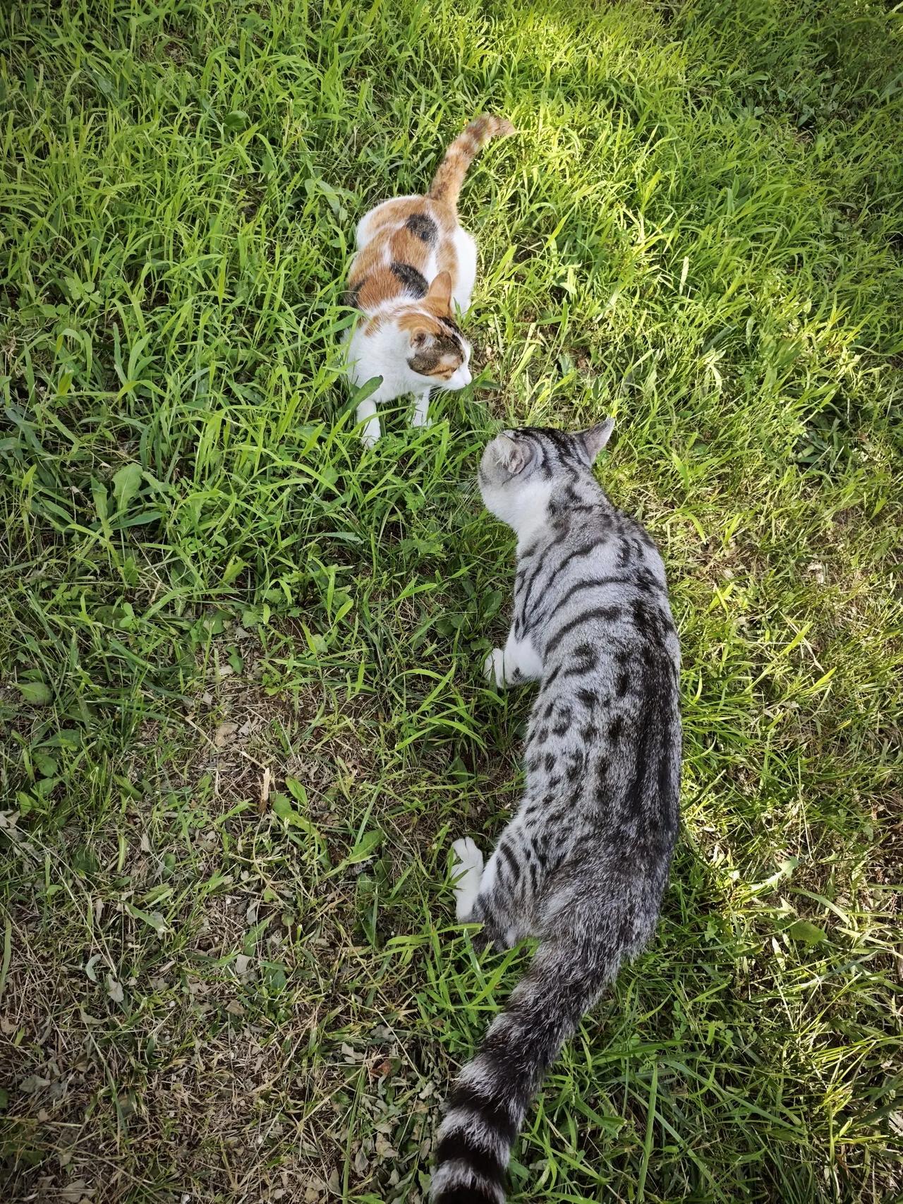 有人说猫咪半散养是不负责任，因为它们出去可能会染上外面的细菌病毒，可能会遇到坏人