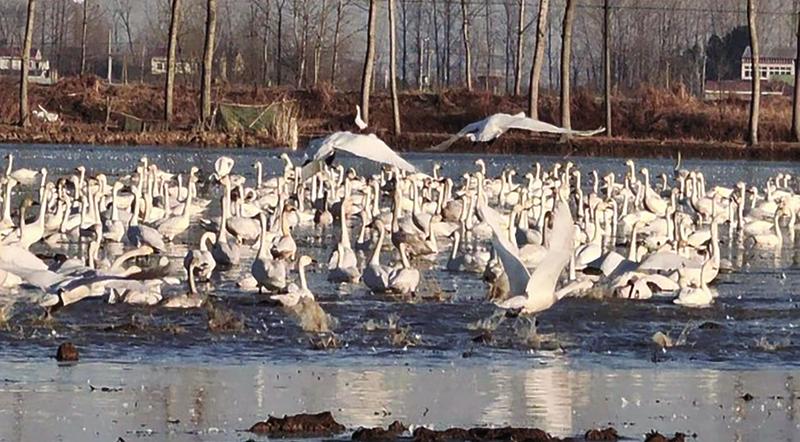 六安承包大户遭遇“幸福的烦恼”