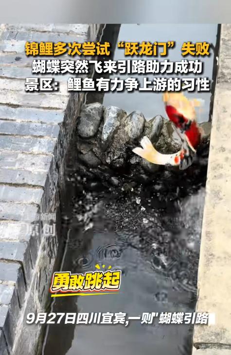 四川，近日女生逛公园时，突然听到旁边水沟有动静，走近一看，竟然是一条锦鲤，被一堵