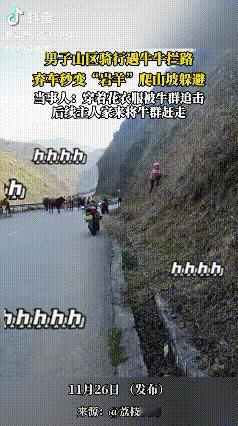 “狭路相逢勇者胜”！云南昭通，男子山区骑行遇到一群牛拦路，因为自己身穿花衣服担心