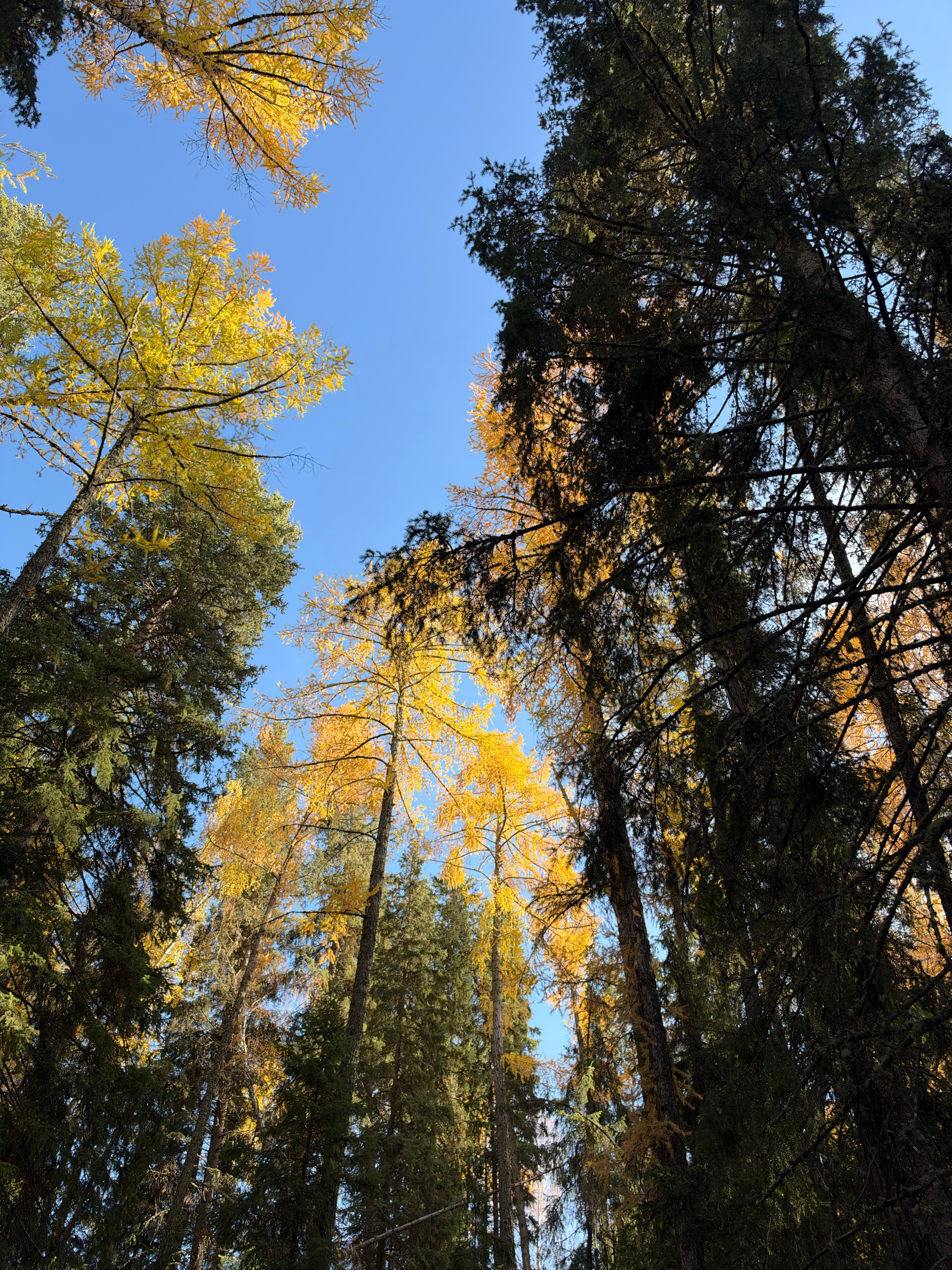 在阿尔泰山脚下邂逅喀纳斯的金色童话🍂​​​