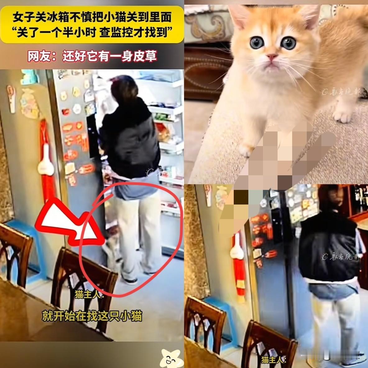 “不幸中的万幸！”吉林长春，一女子开冰箱拿水果时，没注意到小猫钻了进去，随后把门