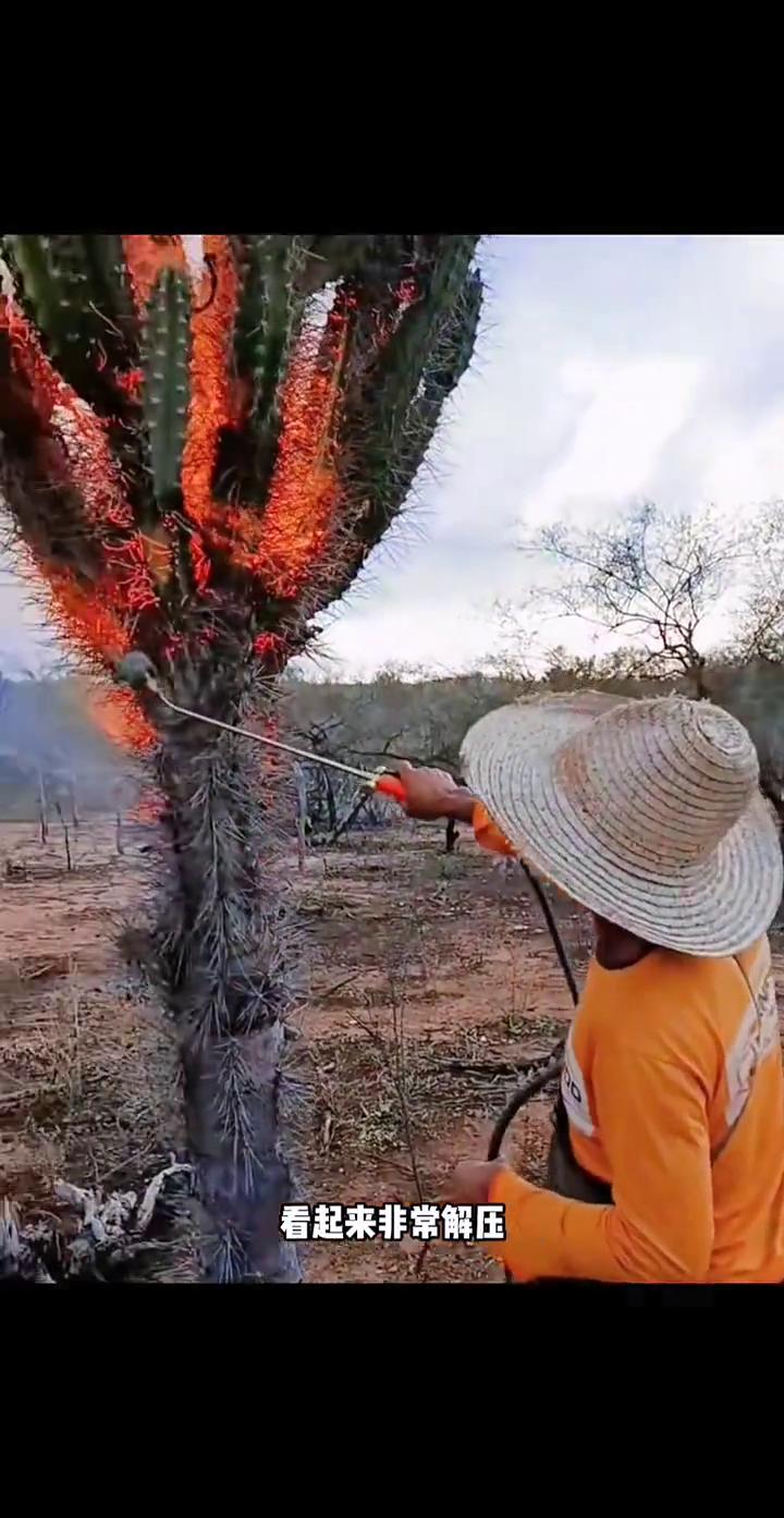 这里是巴西，当地人在给仙人掌喷火，看起来非常解压。很多人都搞不懂这是什么操作，其