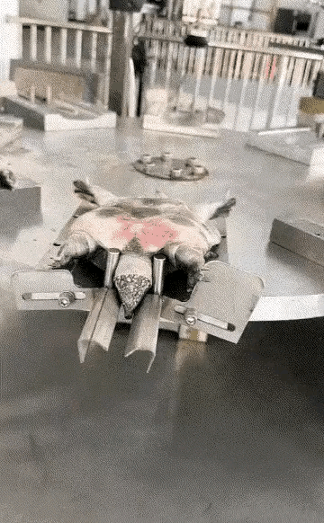 甲鱼可能到死都没有想到会有这么一劫。