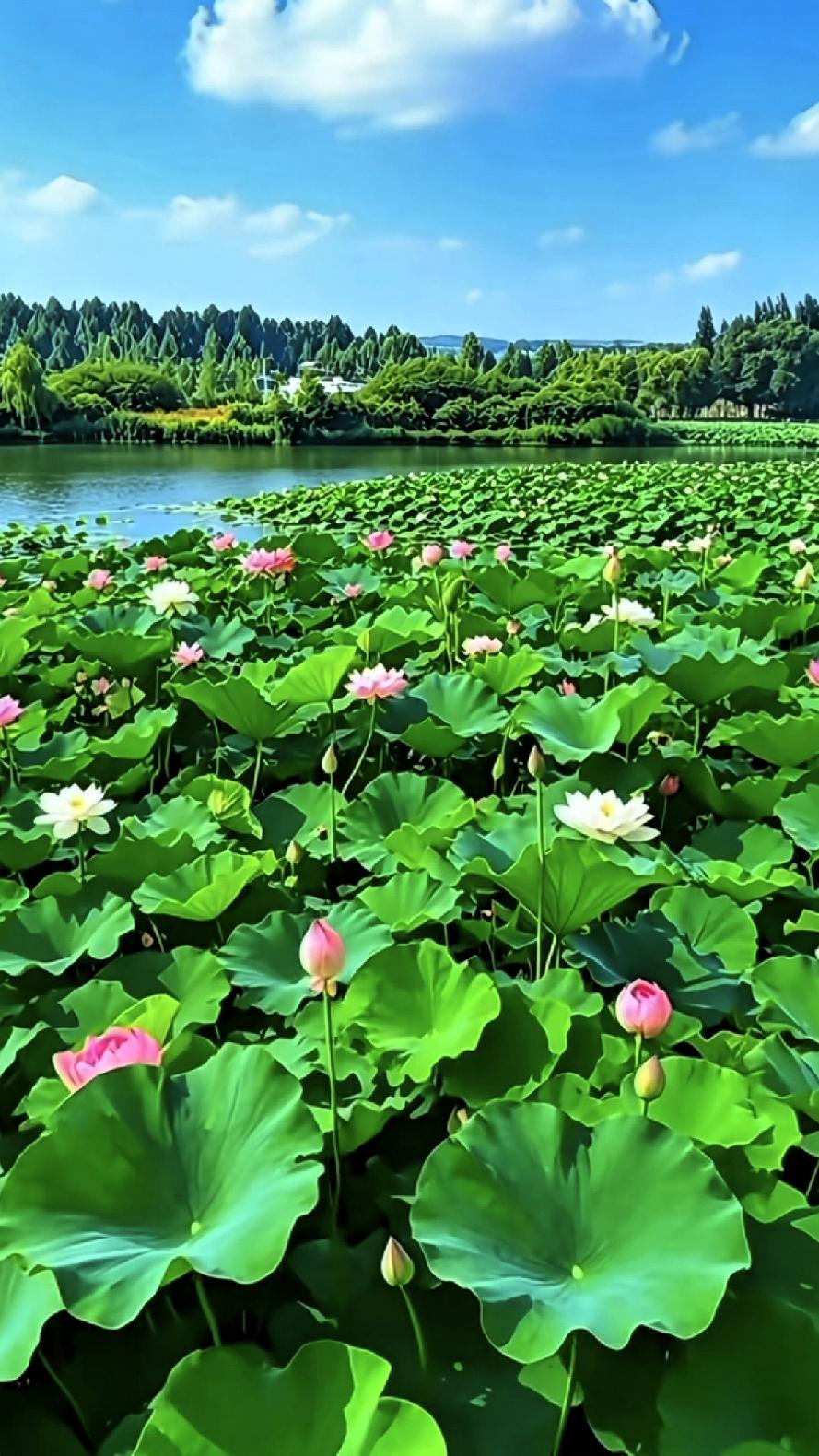 夏日荷塘，粉白相间，绿意盎然，宛如仙境。