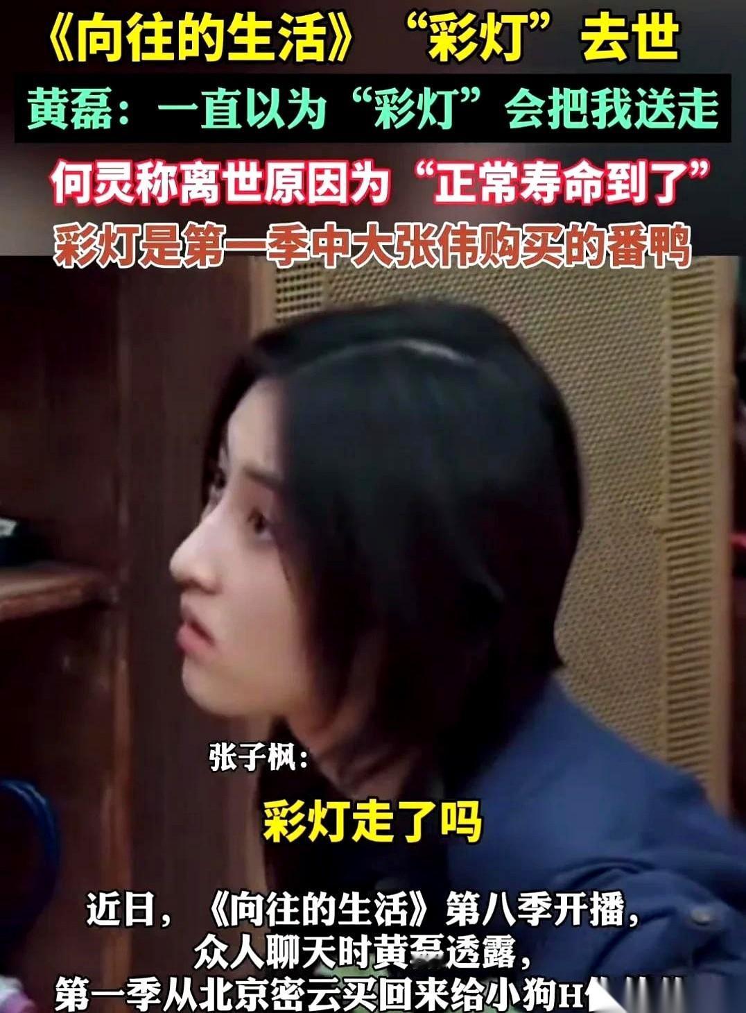 黄磊那句“我一直以为彩灯会把我送走”，一下子就给我干破防了。一句玩笑话，说了八