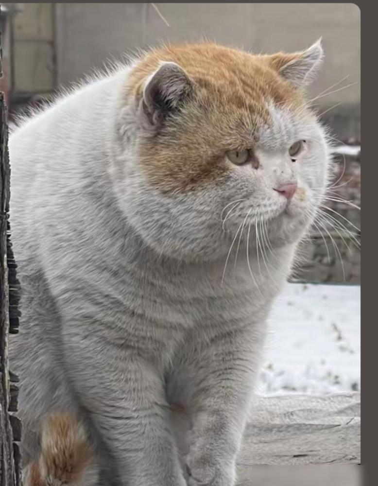 这只猫火了不知道翻了多少垃圾桶，才把自己照顾的这么好，吃的这么胖！刚