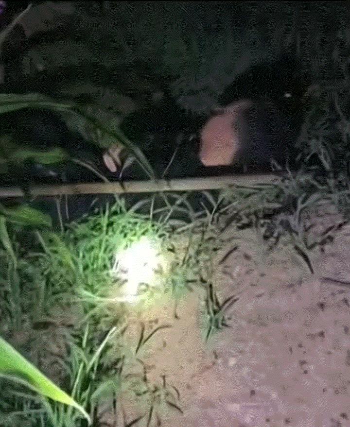 泪目了。河北，一女子和丈夫夜里给地浇水，二人休息期间，女子无意看到丈夫躺在他父亲