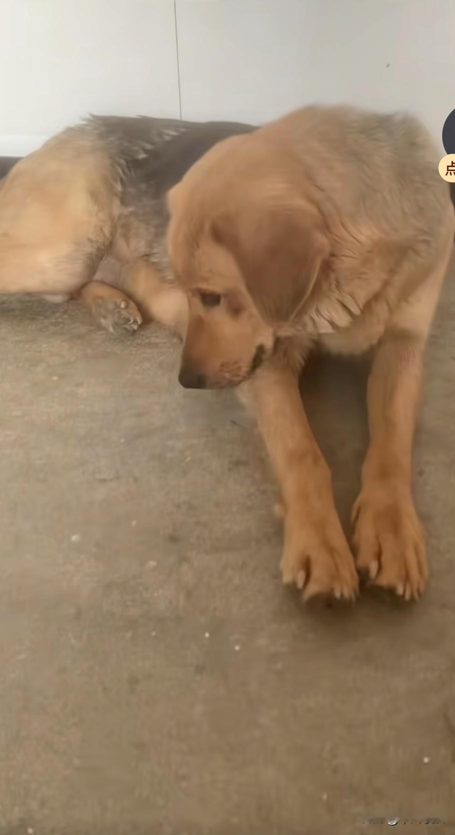 狗妈妈的孩子全被卖掉后，它三天三夜不吃东西，整日魂不守舍、眼泪汪汪，看得出它十分