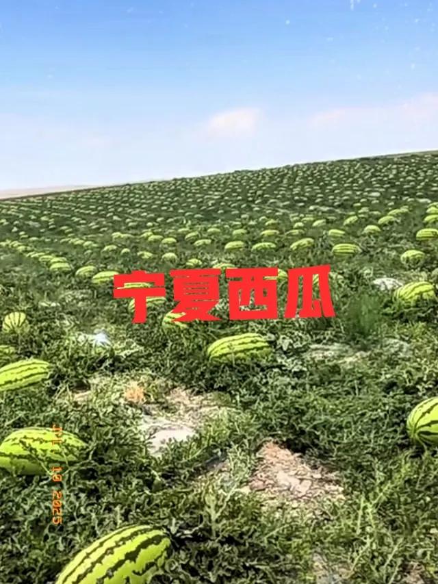宁夏西瓜要凉了！不是瓜不甜没人要，而是有客商透露，去年签好五毛一斤的合同，定金都