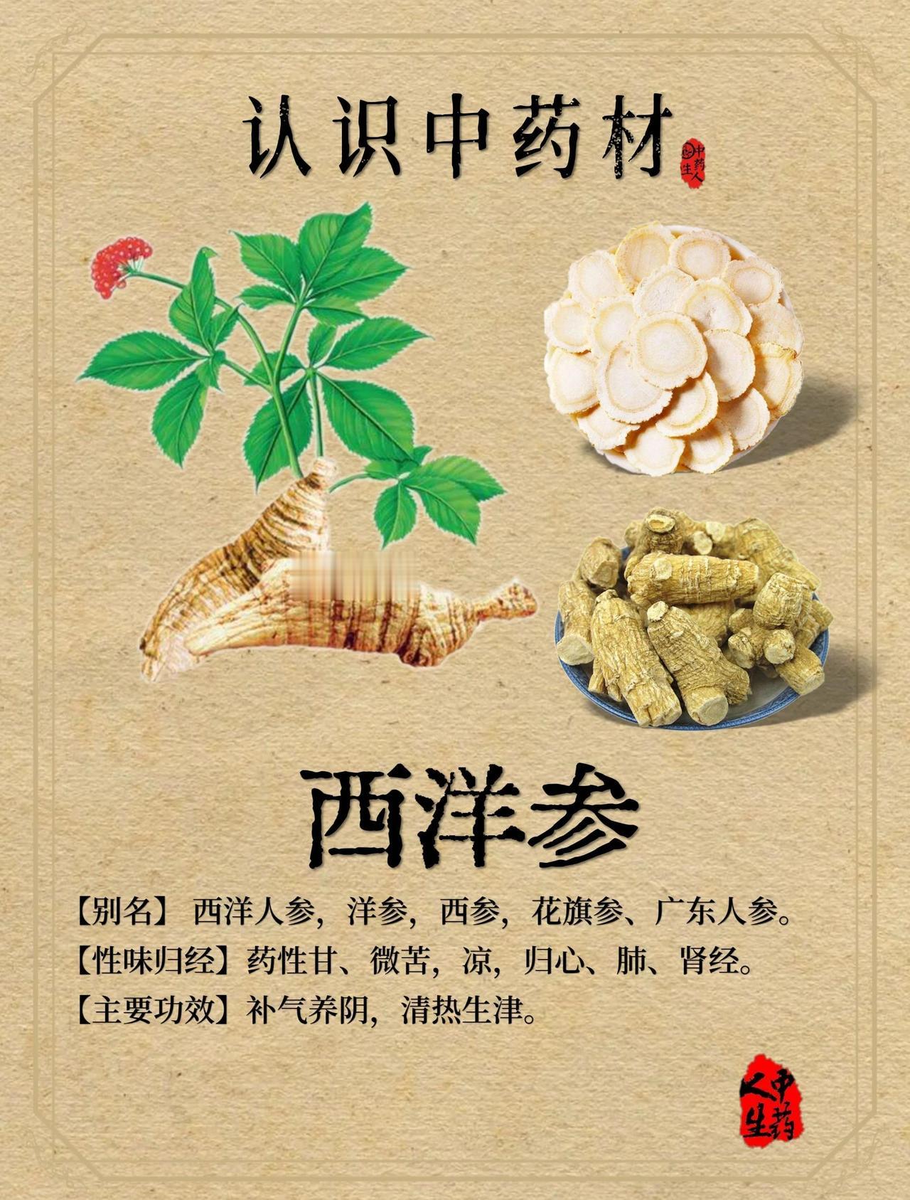 中药材—西洋参前阵子熬夜赶项目，连着一周每天仅睡四个多小时，晨起
