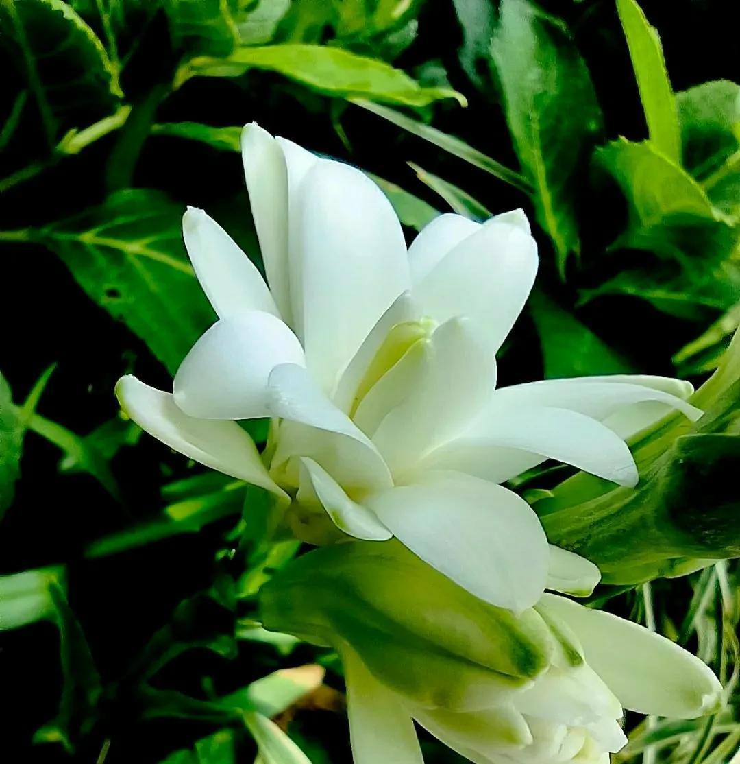 别有风韵的晚香玉一场秋雨过后，北京的夜晚秋风习习。在月色朦胧，清辉洒地的夜色中