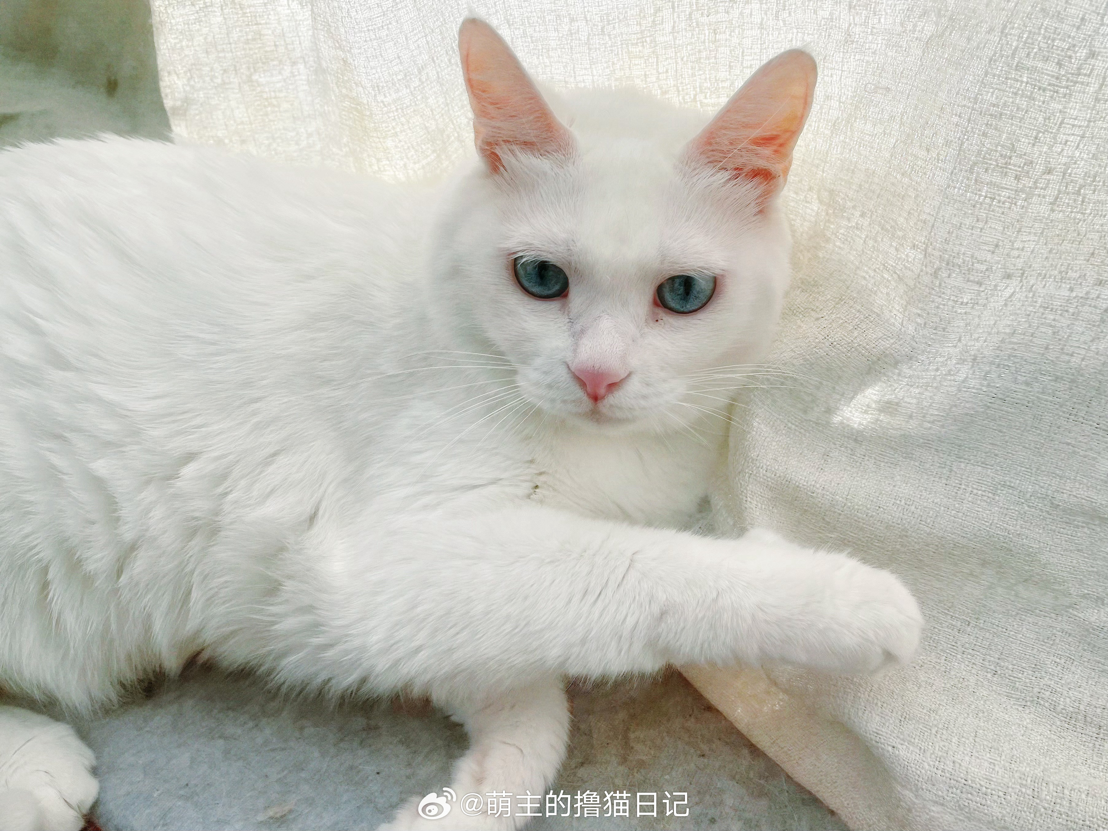 大白兔奶糖猫🐰🍬🐱日常吸猫