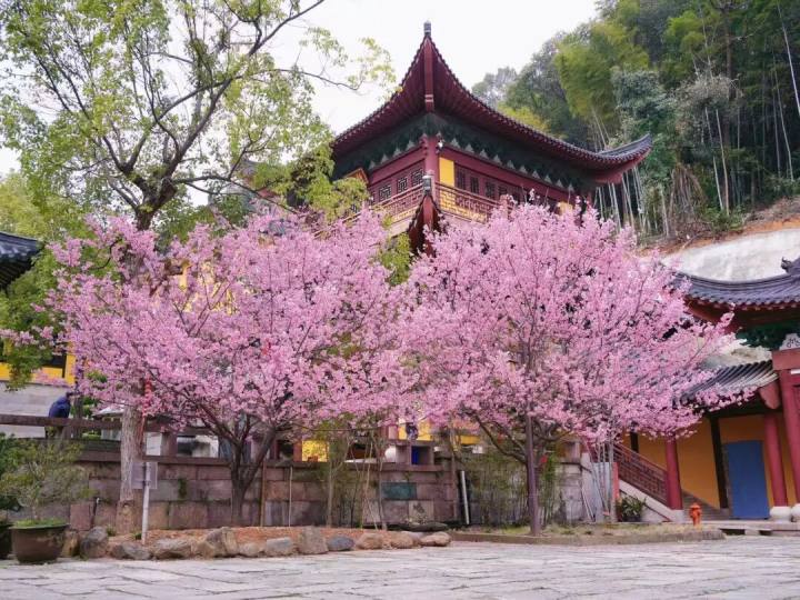 快冲! 杭州这座小众寺庙的樱花, 正在盛开~