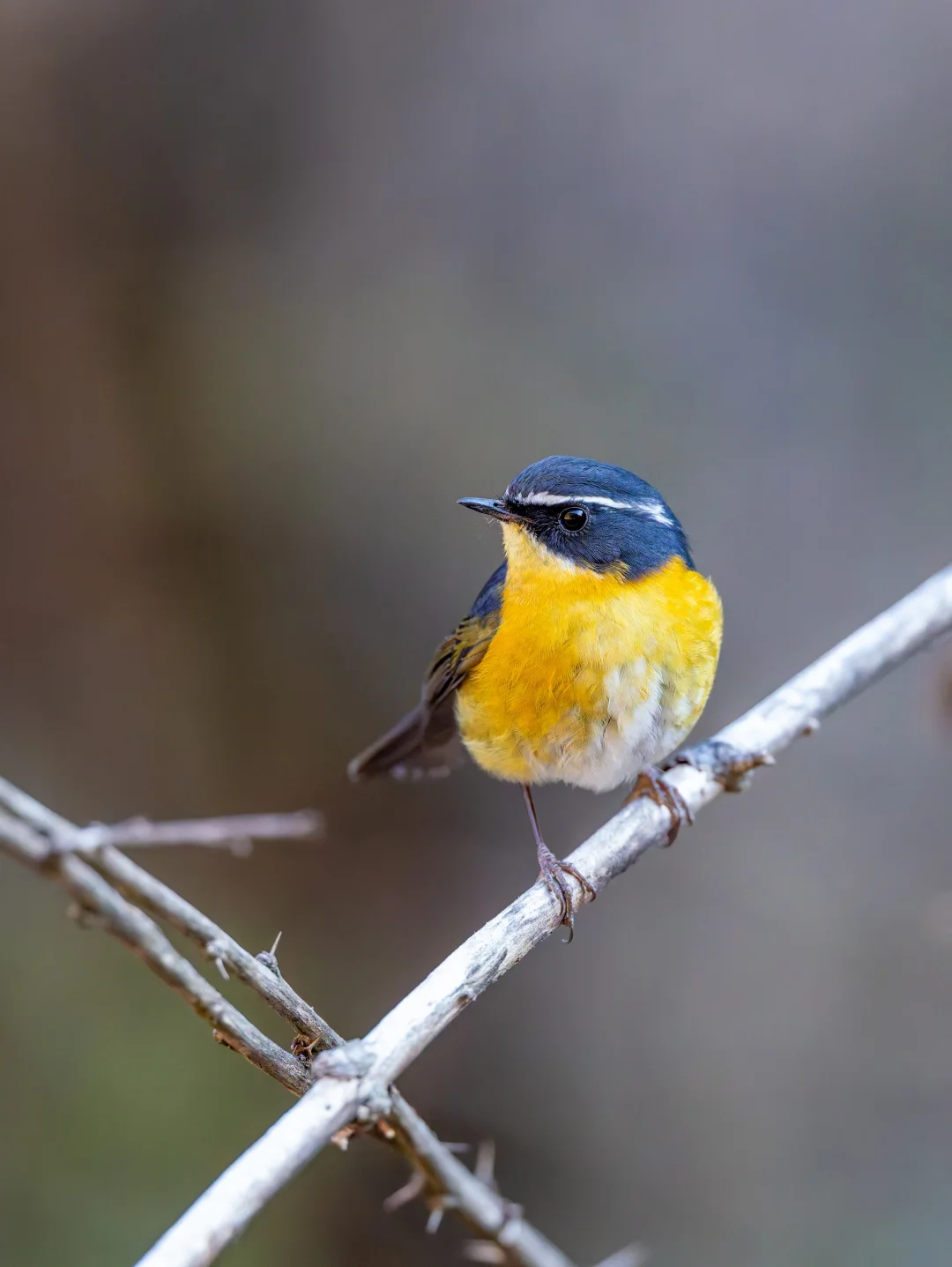 海拔3000+的热情小鸟：白眉林鸲