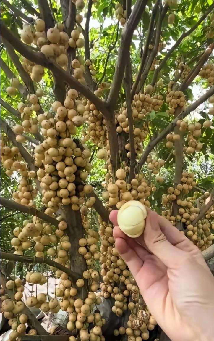 第一次见这种果子，这产量也太高了。我还以为是荔枝呢，吃了一口酸酸甜甜的，我想问问