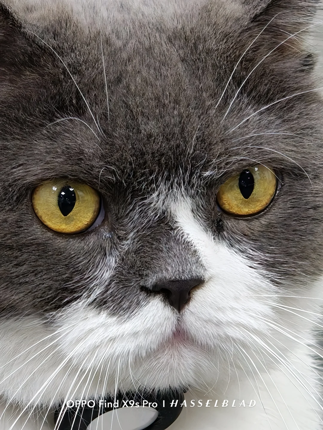 猫，你为什么一直这么高冷