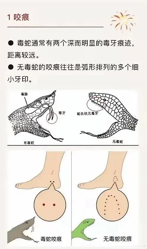 不懂就问，通过蛇的牙齿咬合痕迹，来判断它是否具备毒性，这招靠谱吗？[捂脸哭]