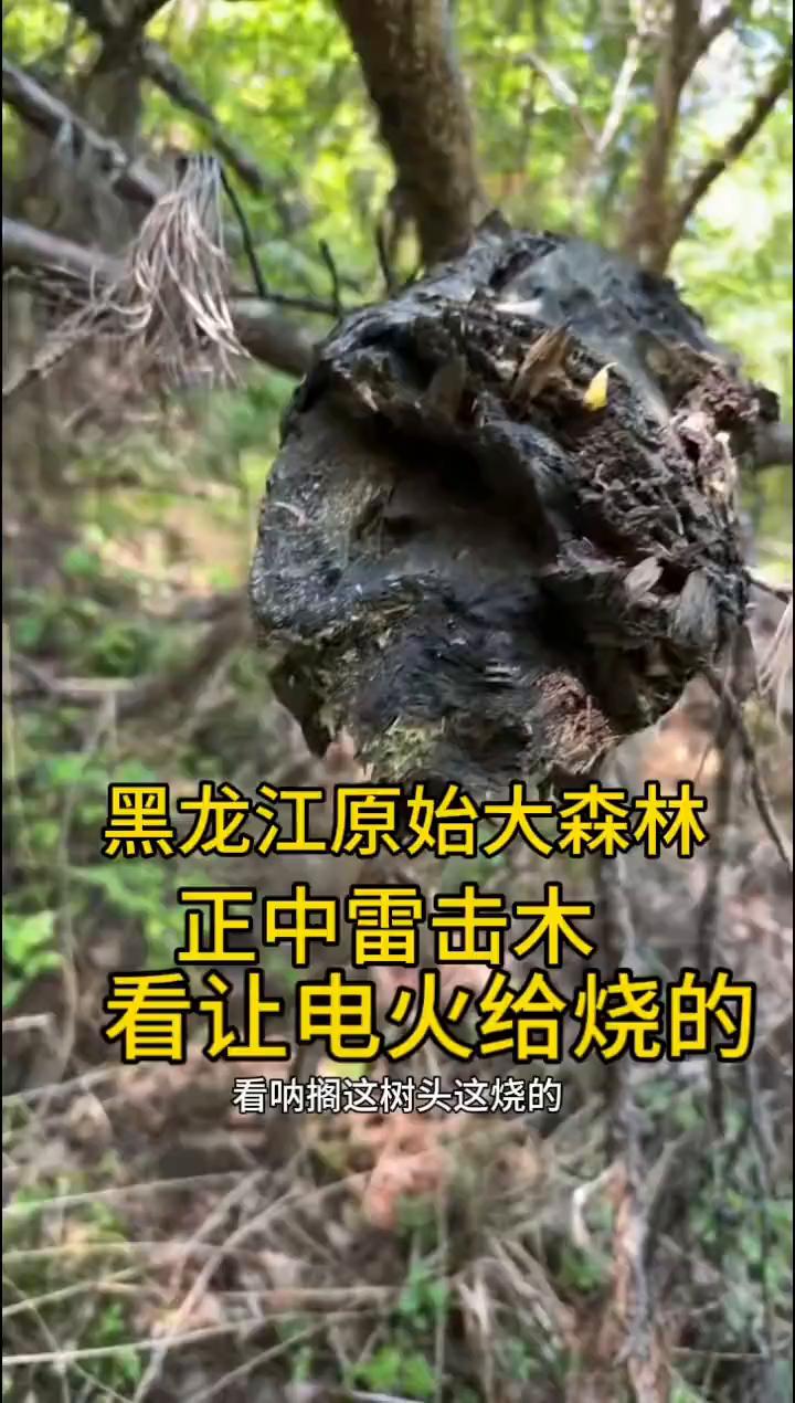 黑龙江原始大森林正中雷击木。正宗的雷击木，这家伙大，电火烧的，糊了吧区的，电火