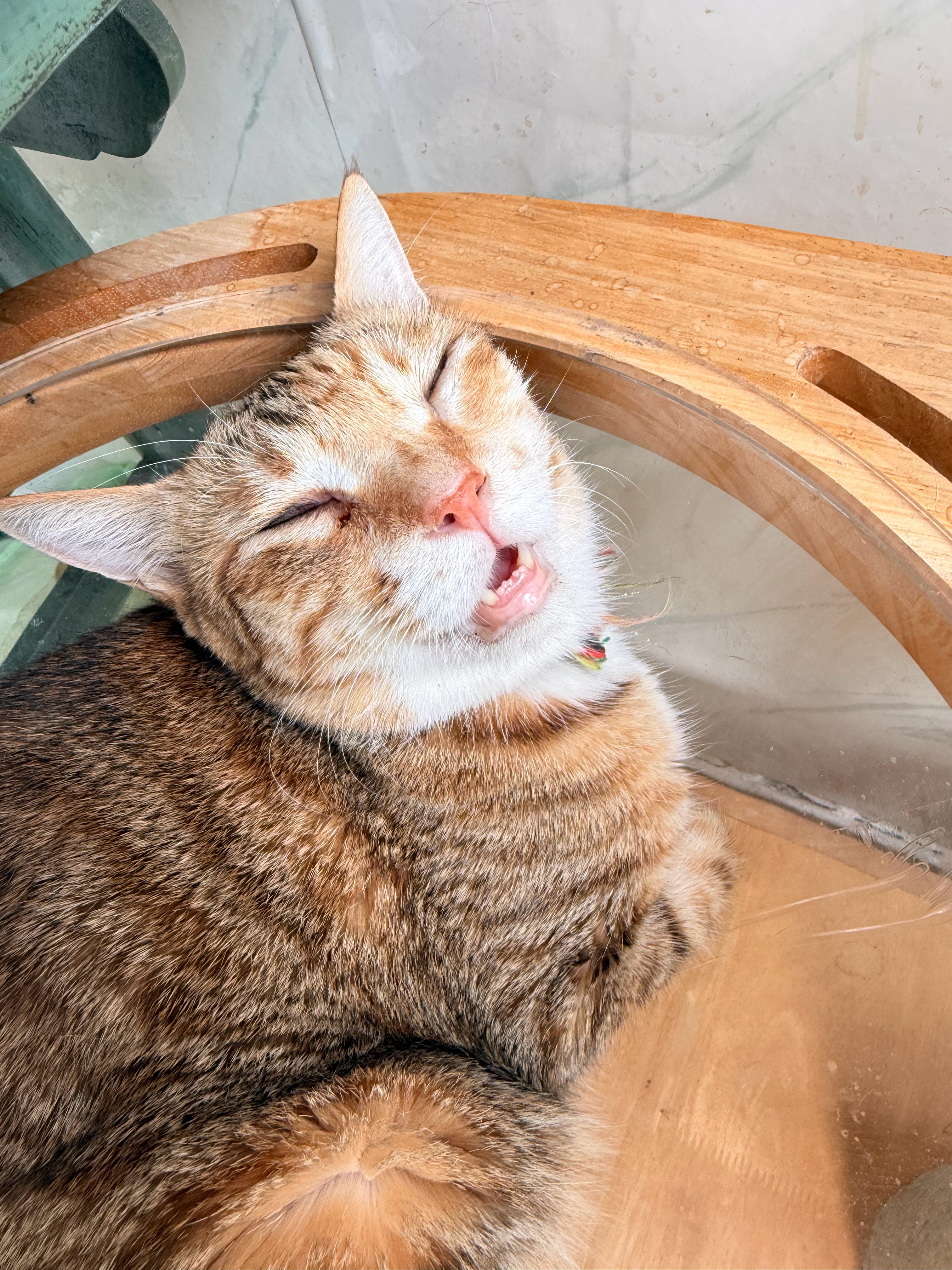 狸花猫的基因能有多强大强大不强大另说，但是也是可爱的憨憨倒是真的。