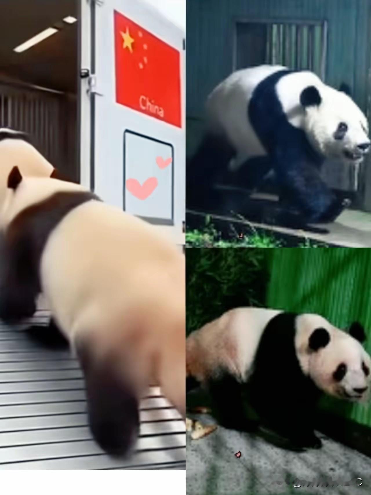 真是不怕熊猫坏，就怕熊猫会演戏！晓晓和蕾蕾这一回国，直接把日本粉丝给整不会了