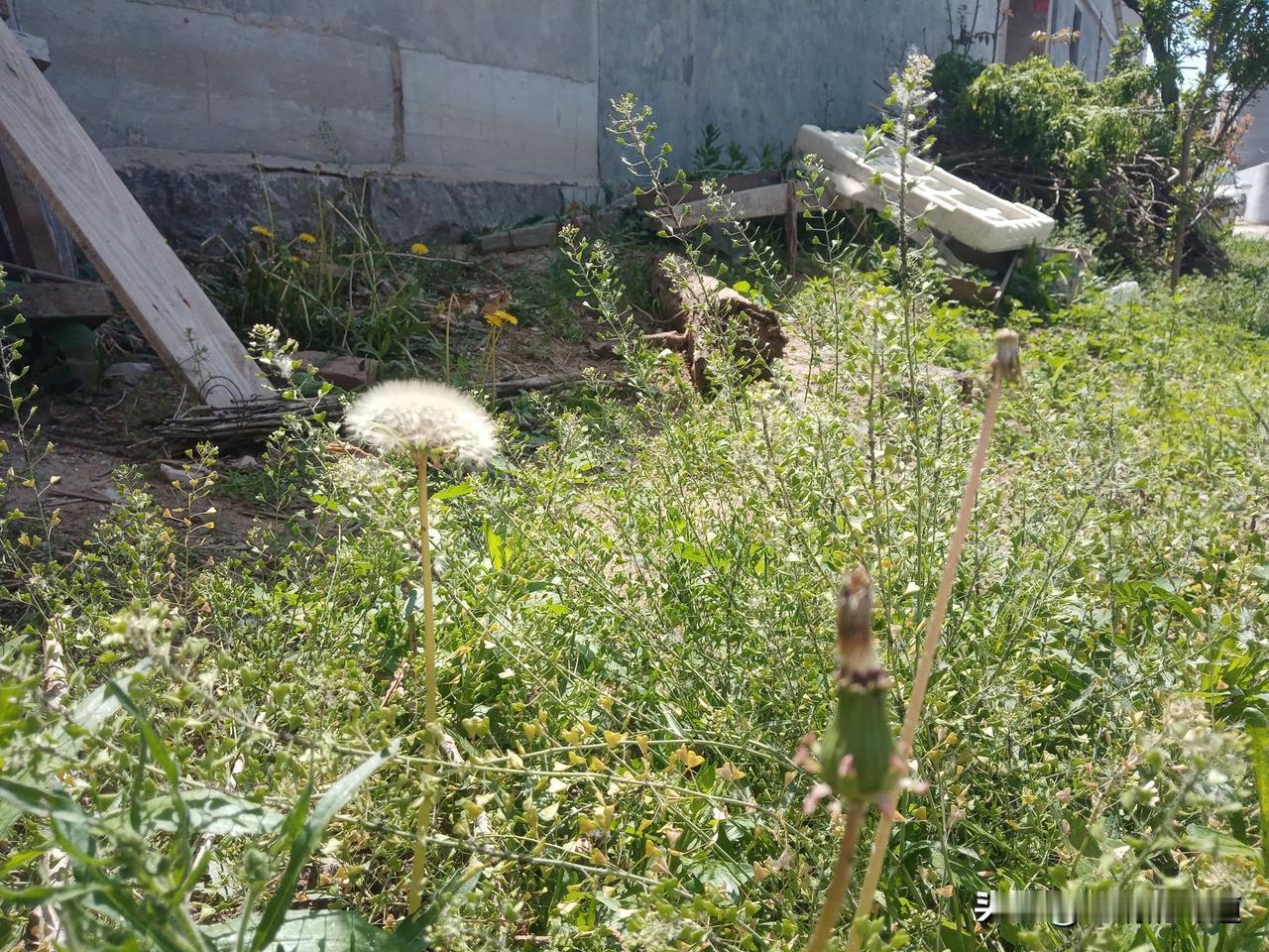 老农谚雨水多不多，就看谷雨谷雨早看天，农耕早盘算早谷雨雨不缺，晚谷雨干断河