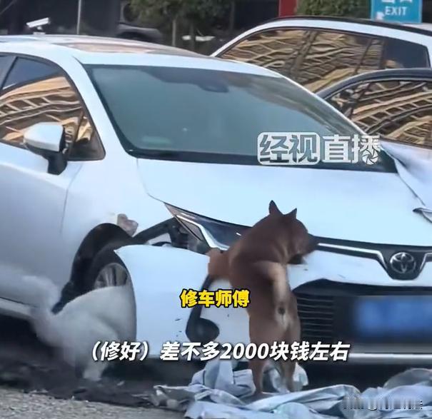 广州，一男子开车，看到两只狗坐在路中间，男子当时就摁了一下喇叭想要驱赶，小狗遭受