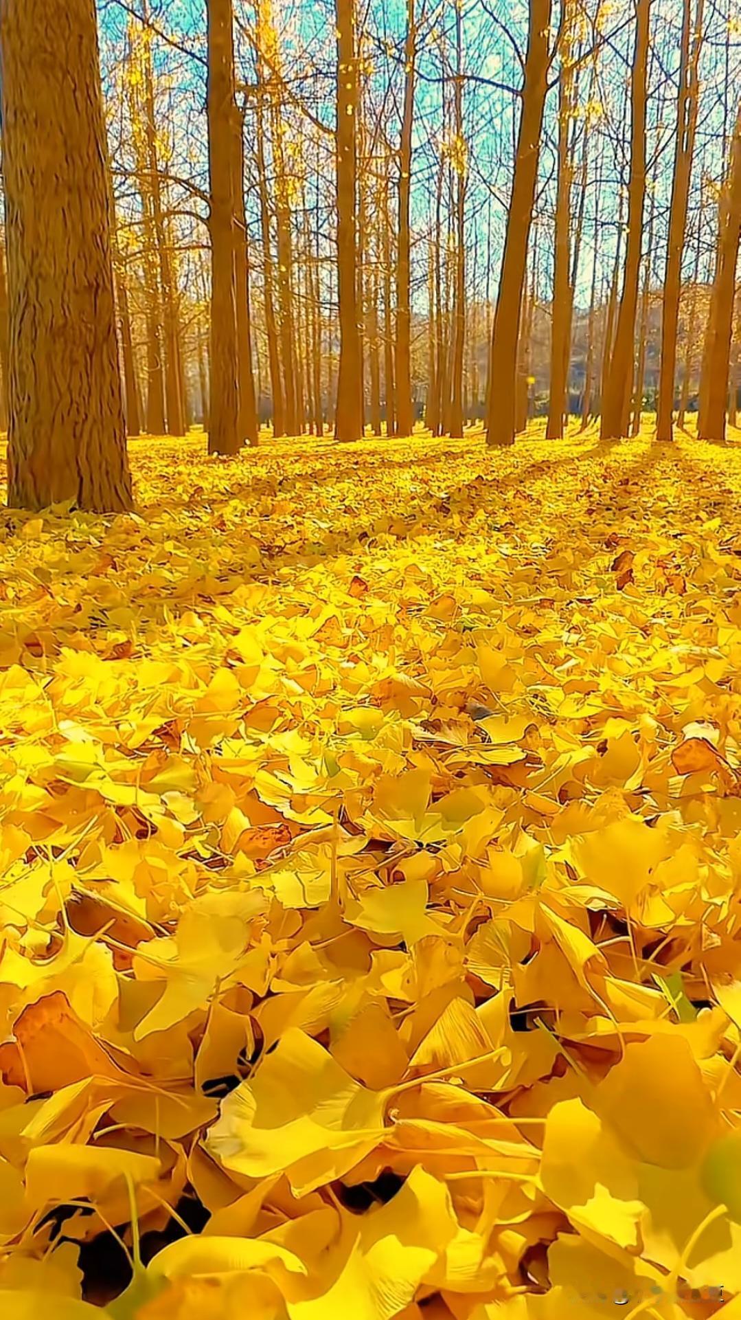 突然刷到这么一句话：六位亲人，爷爷，奶奶，外公，外婆，爸爸，妈妈，你还剩几位？