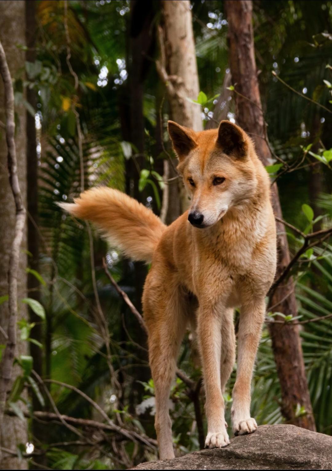 澳大利亚的野狗，野猫野牛，怎么和我们这边的土狗，狸花猫，水牛长得一模一样？从