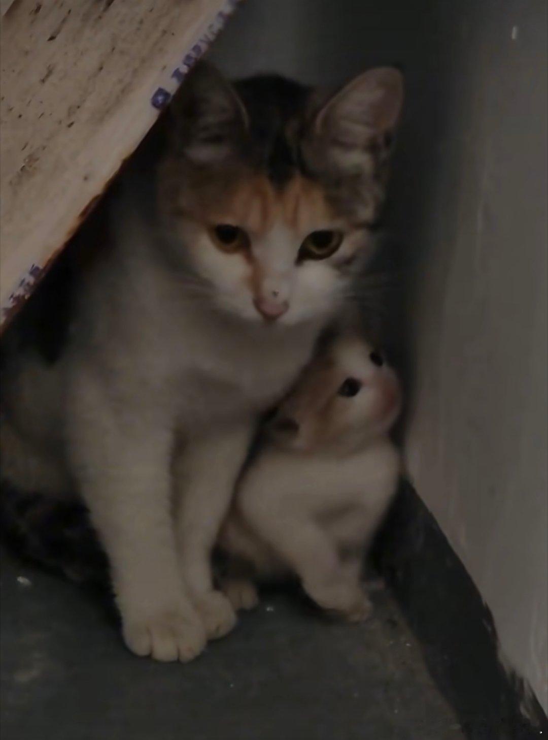 猫妈自留款太萌了！！！跟猫妈长的好像，这要是自己在野外被遇见真的手慢无，要养就连