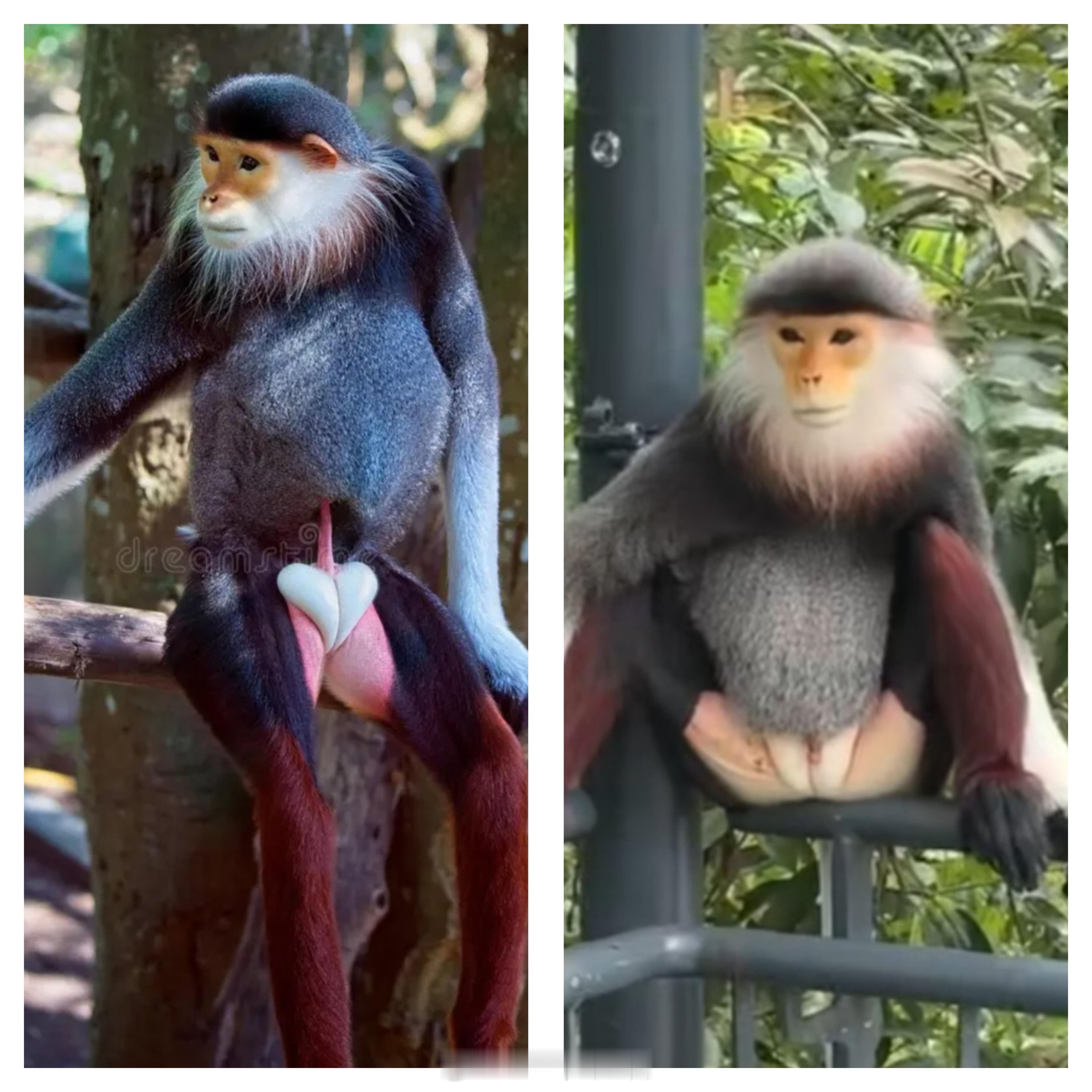 雄性和雌性紅腿白臀叶猴RedShankedDoucLangur