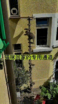 你瞅瞅这猫主子也太有才了！为了让猫能自由出去玩，直接在窗户外头整了个旋转爬梯！这