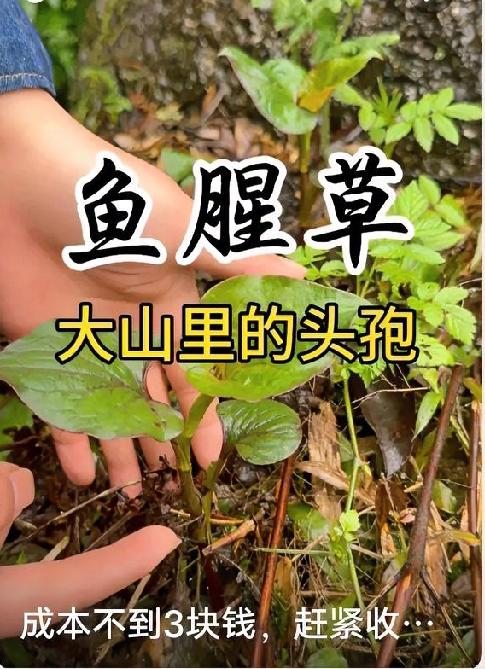春天必吃鱼腥草，天然清肺小野菜鱼腥草也叫折耳根，是自带争议的野菜，爱的人爱