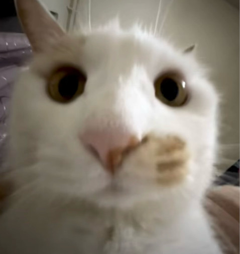 各种样式的猫meme表情包