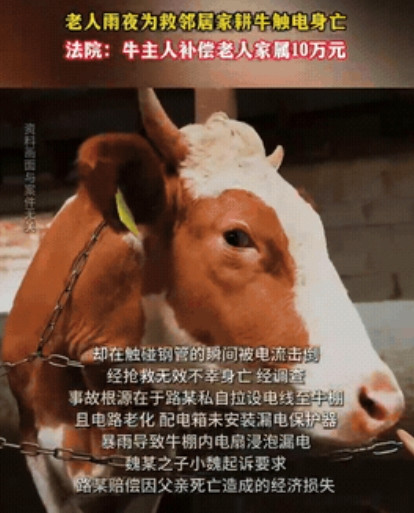 河南南阳，一68岁大爷，看到下大暴雨，担心邻居的牛被淹死，就上前去解开牛绳，想救