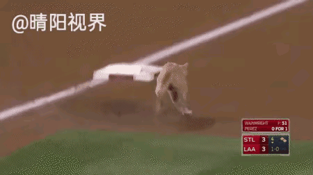 这猫跑的也太快了[抠鼻]眼睛都不敢眨生怕眨了就没了