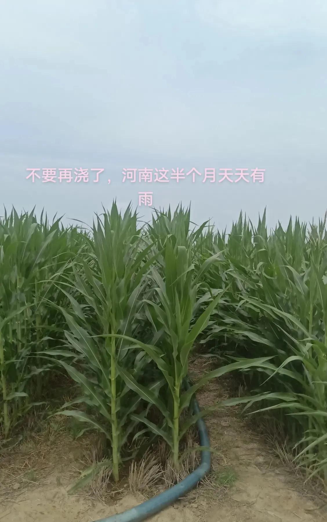 河南近年来，夏季天气极端，温度太高。夏玉米不要麦收后马上种，往后延迟半个月，躲