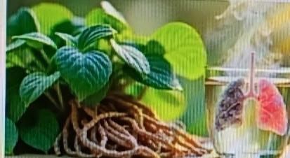 家人们，我必须分享神奇植物泡水喝的事儿。之前我总咳嗽，肺也不舒服。后来听说用罗汉