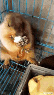 搞笑GIF: 妹子登高拍风景, 奈何大风不正经