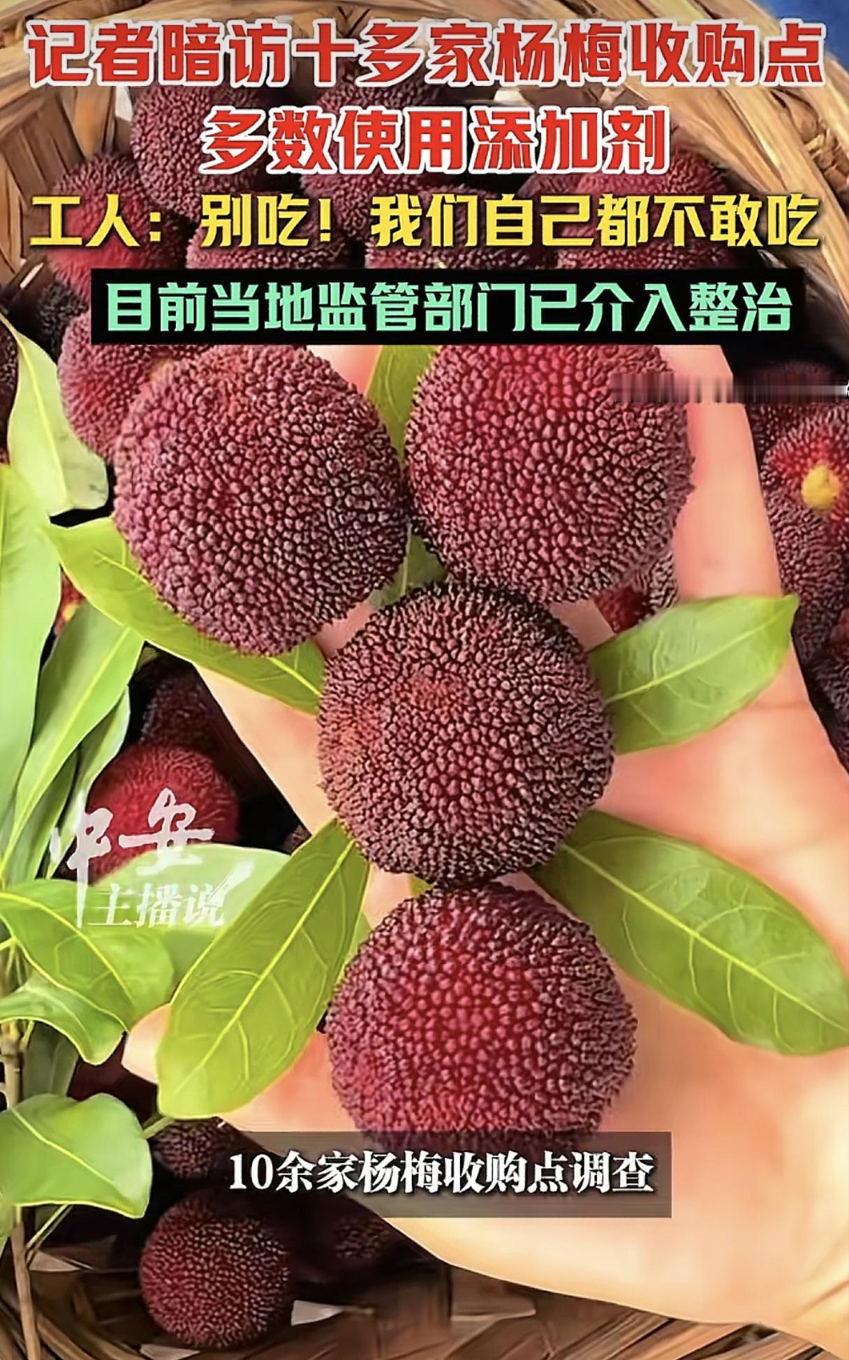 车厘子、粑粑柑、榴莲、阳光玫瑰、草莓，现在又多了一个福建杨梅，都说吃应季水果，现