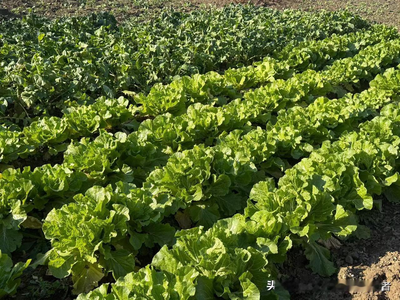 今天回老家了！一走进我妈这小菜园，眼睛都亮堂了！你瞅这一垄垄的小白菜，嫩得能掐出
