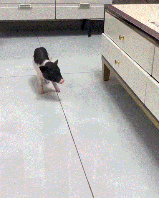 出乎意料了，男子养了一头宠物猪，但最近小猪总会爬上比它高一头的桌子上玩耍，男子也