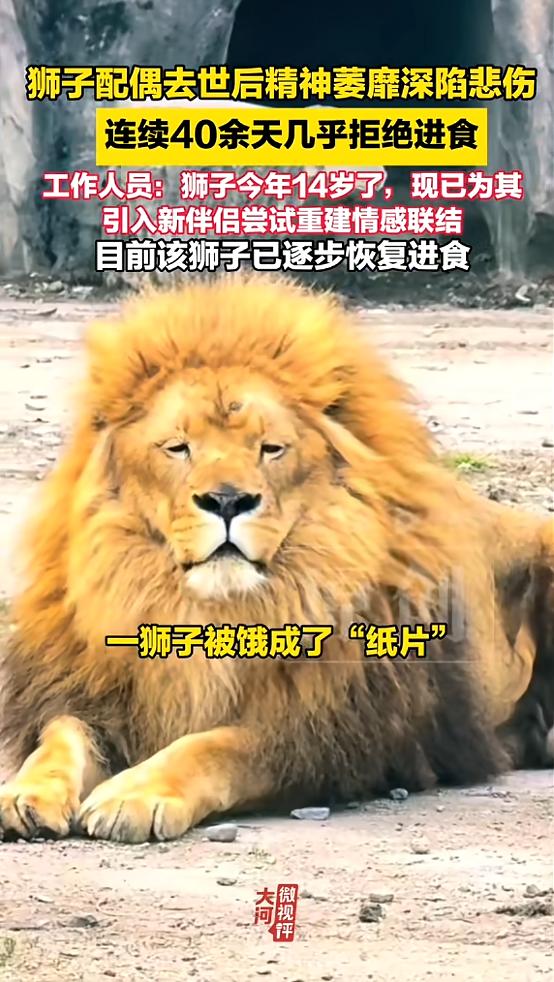 万物皆有情！辽宁，一狮子与配偶感情很好，配偶去世一段时间后，它开始拒食，40多天