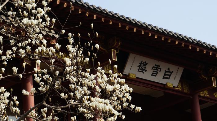 2026济南市属公园赏花地图出炉，开启春日好时光！一夜东风过，春色上枝头。气温回