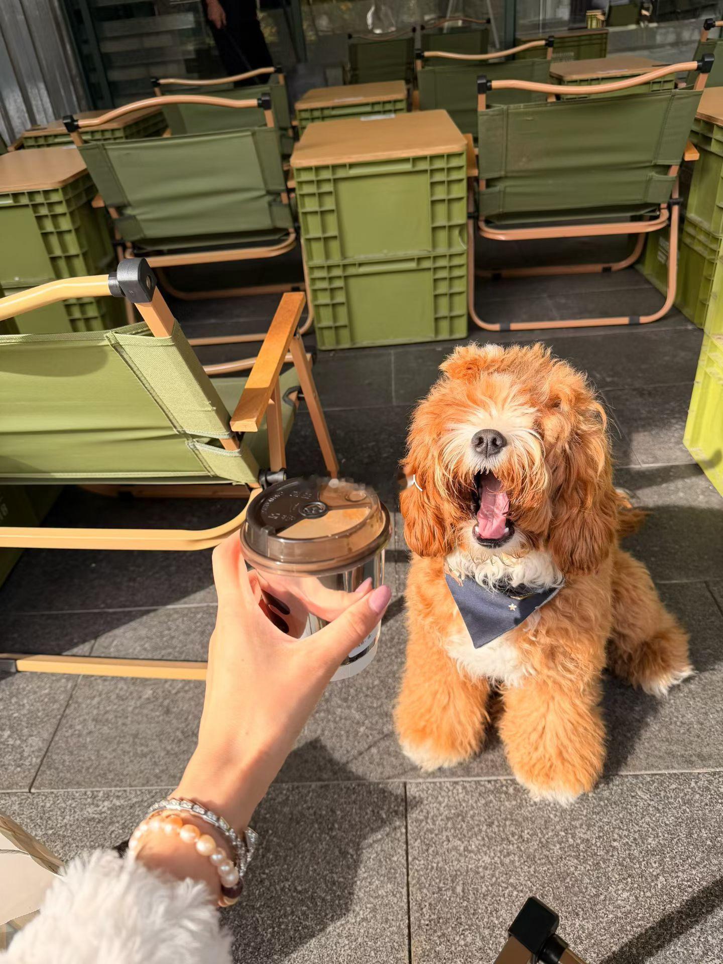 小狗不能喝咖啡因为咖啡是给牛马喝的[doge]​​​