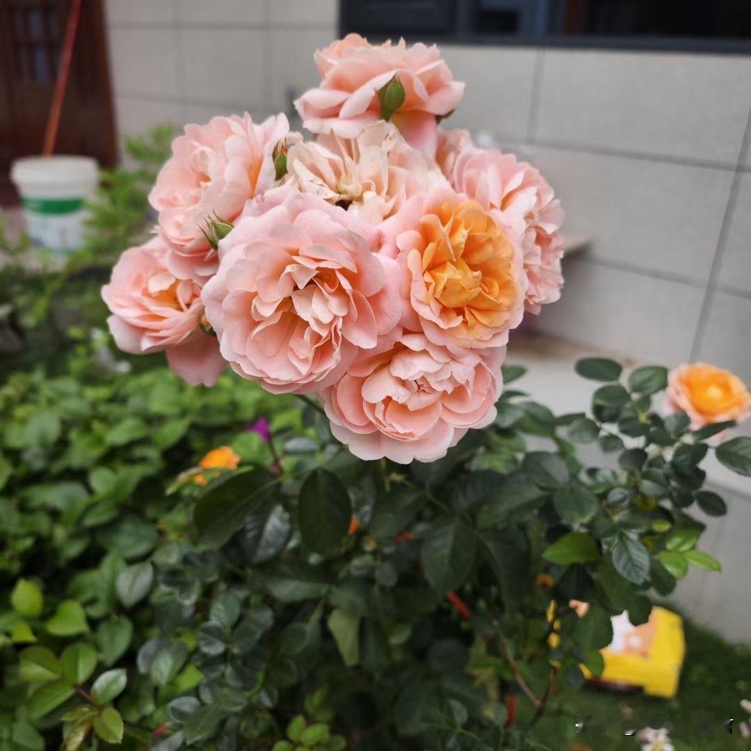 这么作的女人，哪个男人能受的了啊！一女子，因为怀孕，和男朋友订婚了，现在才怀孕3