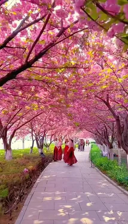 粉色的樱花大道，浪漫漫步大美樱花。闹市里的樱花路过的风景樱花赏花春日随手拍